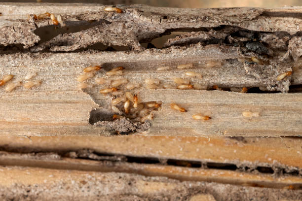 Trusted Bradley Beach, NJ Pest Control Experts